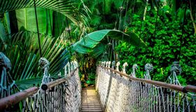Bamboo Bridge to the jungle Thailand